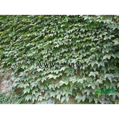 供馬褂木價格_馬褂木圖片_馬褂木產地_馬褂木綠化苗木苗圃基地