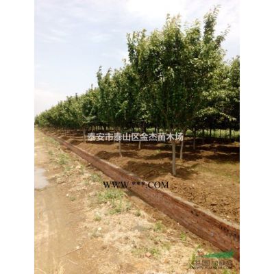 供應(yīng)紅葉櫻花，垂枝櫻花，白玉蘭，紅玉蘭，紫玉蘭，黃玉蘭，紫薇