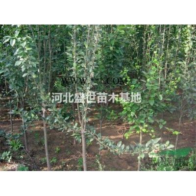 河北紅楓報(bào)價(jià)哪里*好紅楓價(jià)格