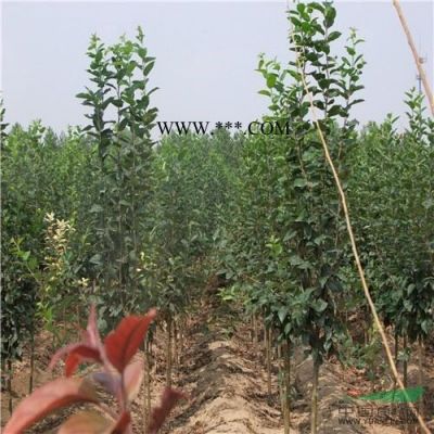 紫薇基地紫薇苗圃紫薇價格