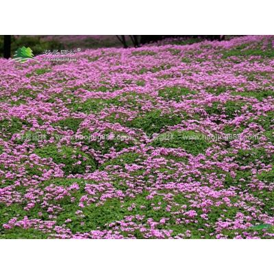 欒樹價格_欒樹圖片_欒樹產地_欒樹綠化苗木苗圃基地