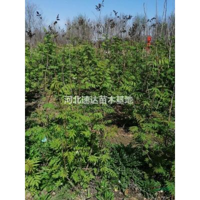 國(guó)槐平頭兩年冠，欒樹(shù)平頭兩年冠，旱柳平頭兩年冠