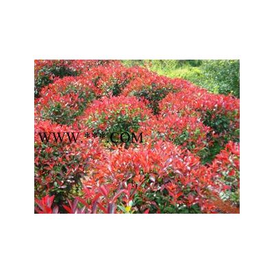 紅葉李,紅葉桃,黃金槐