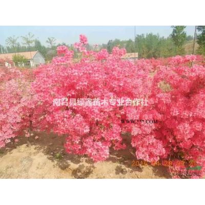 南陽低價供應優質欒樹，12公分北欒價格多少錢？