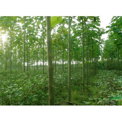 大量供應(yīng)紅櫸_櫸樹(shù)苗木