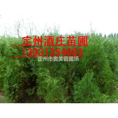 河北銀杏