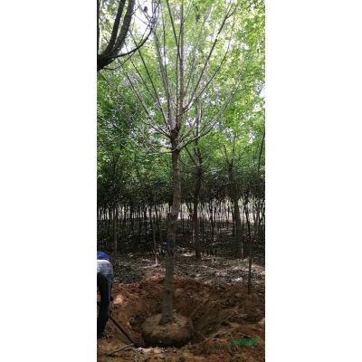 5到8公分紫葉李價(jià)格，山西精品紫葉李，紫葉李紅葉李前景