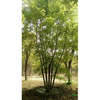 河南南陽供應(yīng)3-30公分欒樹