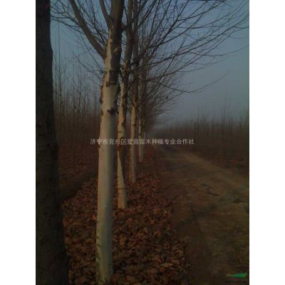 山東濟寧北欒供應銷售，大規格北欒樹苗