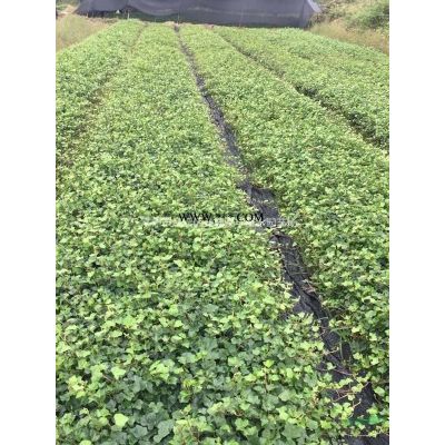常州苗圃供應(yīng)黃山欒樹、紅櫸樹、貼梗海棠、木瓜海棠，木芙蓉