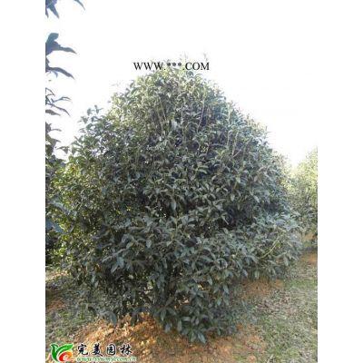 供應(yīng)泡桐_無(wú)患子_重陽(yáng)木苗木