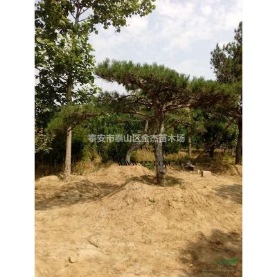 供應(yīng)叢生國槐，叢生樸樹，叢生五角楓，叢生蒙古櫟，叢生石榴