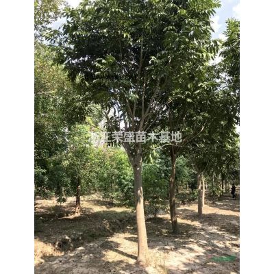 浙江樸樹 大小規(guī)格樸樹 嘉興樸樹基地行情報(bào)價(jià)/浙江樸樹 大小規(guī)格樸樹 嘉興樸樹基地圖片展示