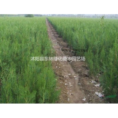 供應烏桕價格、烏桕圖片、烏桕產地、烏桕綠化苗木苗圃基地直銷
