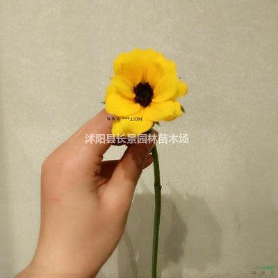 四川哪里有賣楓香種子的？今年楓香種子價格便宜嗎？