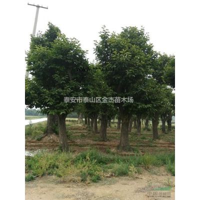 垂柳，旱柳，怪柳，龍爪槐，國槐，法桐，白蠟，五角楓，銀杏