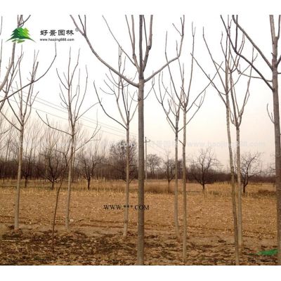 重陽木價格_重陽木圖片_重陽木產地_重陽木綠化苗木苗圃基地