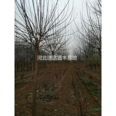 白蠟樹(shù)苗，精品老白蠟，白蠟大苗圃