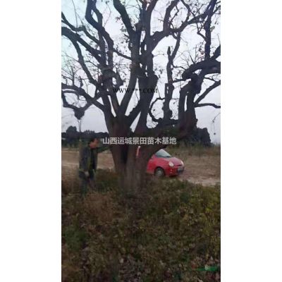 3米白皮松價格-3米長白皮松-3米高白皮松=標準一類白皮松價格