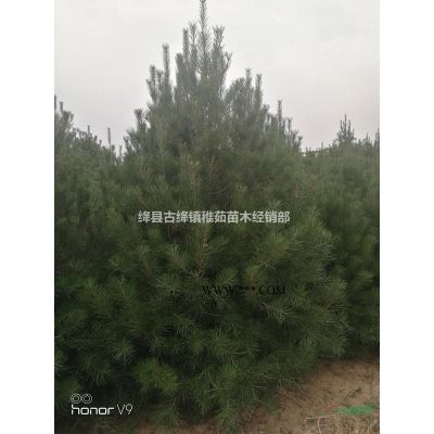 1米白皮松價格_目前1米白皮松價格批發