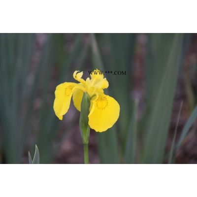 櫻花