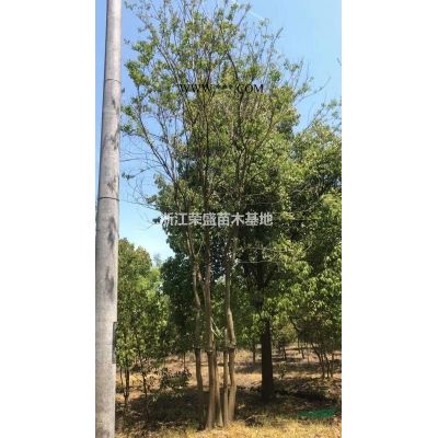 2021年浙江精品烏桕 大小規(guī)格精品烏桕新報(bào)價(jià)