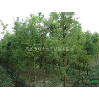 烏桕3圖片\烏桕3報價