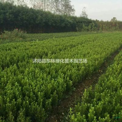 供應大葉女貞、合歡、法桐、重陽木、黃連木、香樟、櫻花、紅楓