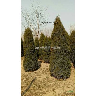 河北速生白蠟   速生白蠟價(jià)格 速生白蠟苗