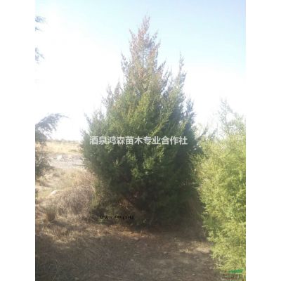 2017年甘肅特價(jià)供應(yīng)國(guó)槐白蠟等綠化樹苗，好樹苗低價(jià)格批發(fā)啦