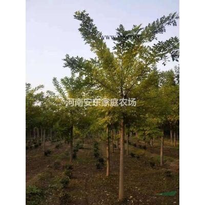 5-20公分白蠟農戶直銷