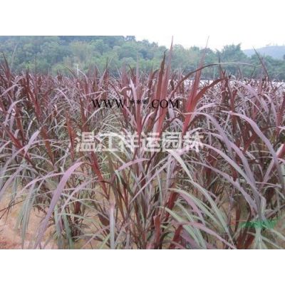 出售叢生烏桕