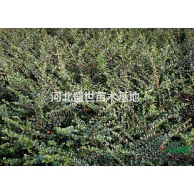 河北*好的白皮松種植基地 專業種植優質的白皮松