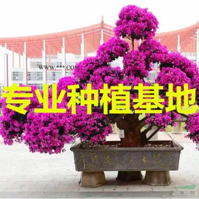 紅葉烏桕價格 紅葉烏桕批發 紅葉烏桕供應
