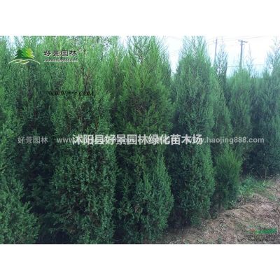 龍爪槐價格_龍爪槐圖片_龍爪槐產地_龍爪槐綠化苗木苗圃基地