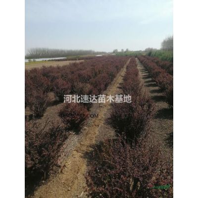 金葉榆苗木，大葉垂榆景觀苗木，龍爪槐基地