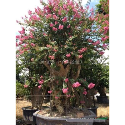 500畝布迪椰子基地直銷批發(fā) 規(guī)格* 物美價(jià)廉