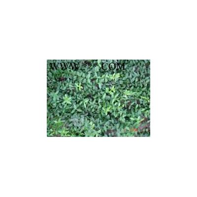 平枝荀子,樸樹,千頭椿