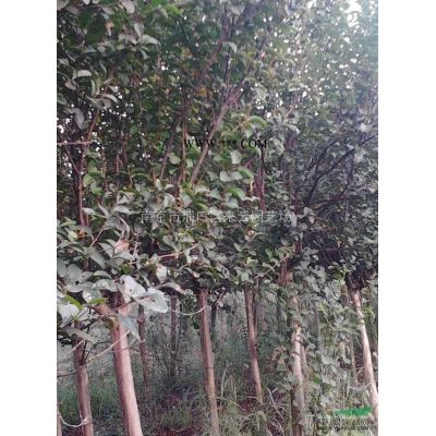 烏桕10公分12公分15公分價(jià)格信息