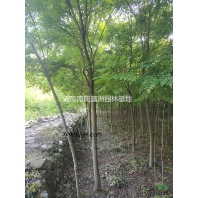 供應(yīng)榔榆樹樁、疙瘩