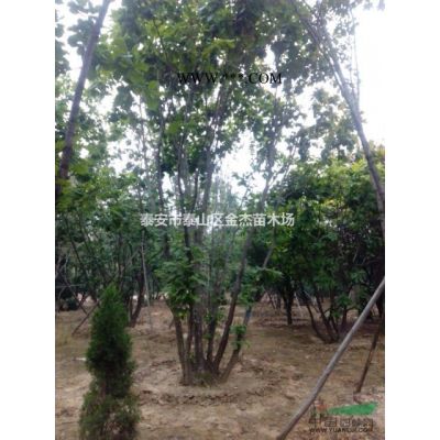 供應白皮松，華山松，油松，黑松，造型松，泰山景松，平頂松，