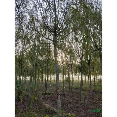 叢生國槐，叢生白蠟基地，叢生榆樹，叢生柳樹，