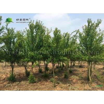 箬竹價格_箬竹圖片_箬竹產地_箬竹基地