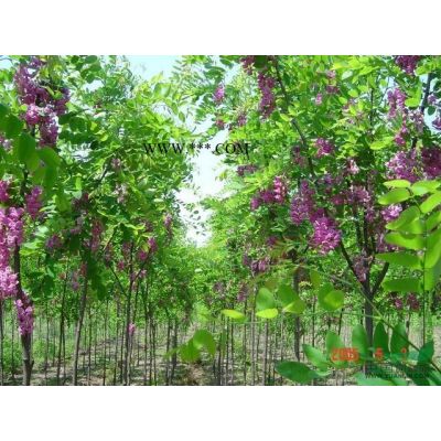 河北保定國(guó)槐苗圃專業(yè)供應(yīng)金葉垂槐 金葉龍爪槐