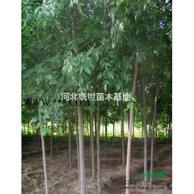 河北專業龍爪槐供應商基地