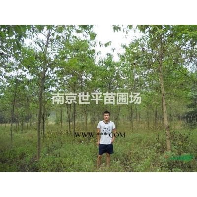 烏桕8公分10公分12公分15公分烏桕價格