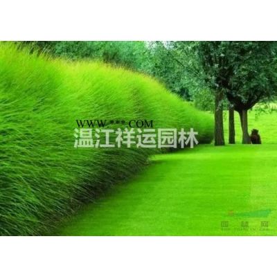 出售金合歡