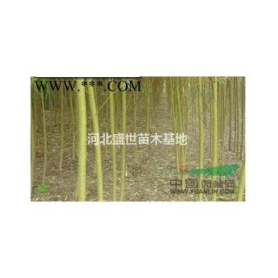 白蠟種植基地 專業(yè)種植優(yōu)質(zhì)的白蠟