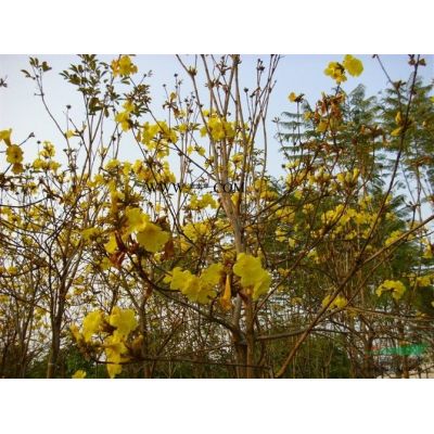 布迪椰子*新價(jià)格/布迪椰子報(bào)價(jià)