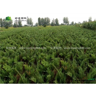 火棘球價格_火棘球圖片_火棘球產地_火棘球綠化苗木苗圃基地